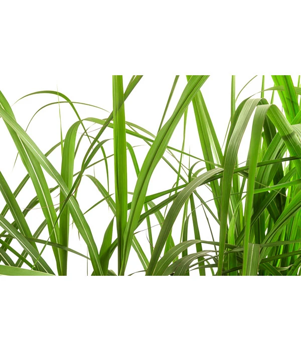 Chinaschilf 'Malepartus' In Pflanztasche, Ca. B100 Cm 3 Chinaschilf 'Malepartus' In Pflanztasche, Ca. B100 Cm – Bild 3