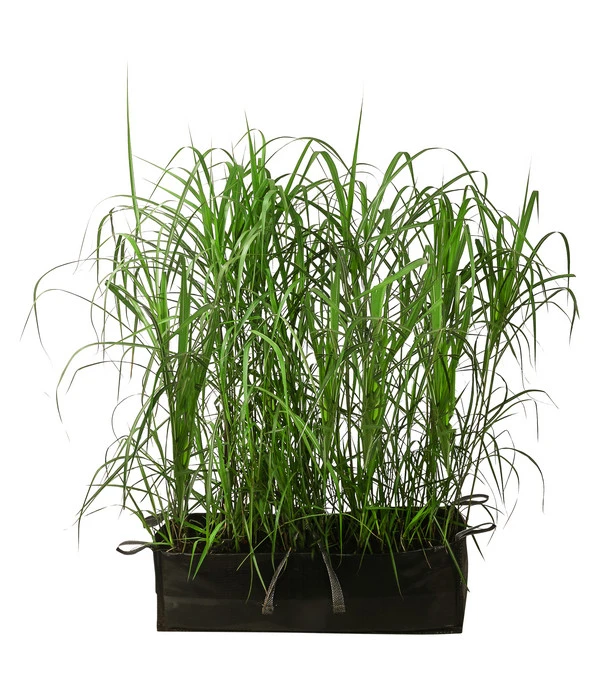 Chinaschilf 'Malepartus' In Pflanztasche, Ca. B100 Cm 1 Chinaschilf 'Malepartus' In Pflanztasche, Ca. B100 Cm
