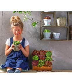 Hauswurz, 6er Schale -Angebote Pflanz Lust Store 8086498 8013112 WE MO 004 HauswurzDachwurzSempervivumMixT9