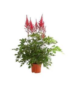 Prachtspiere - Astilbe X Arendsii