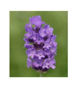 Lavendel 'No. 9' -Angebote Pflanz Lust Store 8094070 PR DE 001 DownderryNo9Helix