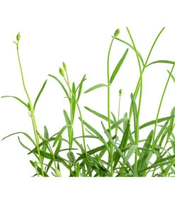 Lavendel 'No. 9' -Angebote Pflanz Lust Store 8094070 WE DE 001 LavandulaAngustifoliaNO9LavendelT13