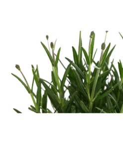 Lavendel 'Royal Blue' -Angebote Pflanz Lust Store 8097545 WE DE 001 LavendelRoyalBlue1L