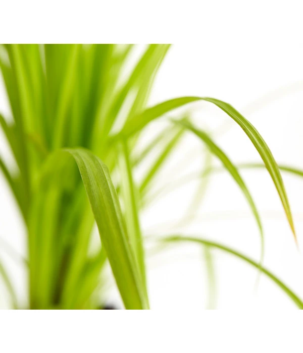 Zypersegge - Scheinzypergras-Segge 1 Zypersegge - Scheinzypergras-Segge