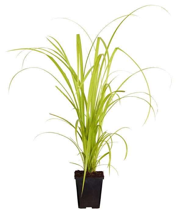 Zypersegge - Scheinzypergras-Segge 2 Zypersegge - Scheinzypergras-Segge – Bild 2