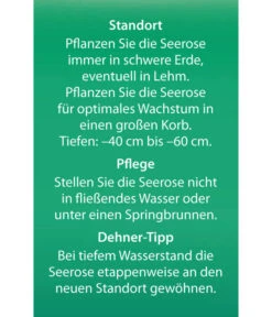 Dehner Seerose 'Sioux' -Angebote Pflanz Lust Store 8315947 Seerose Sioux Etikett 2