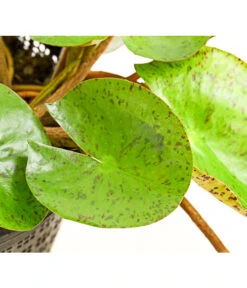 Dehner Seerose 'Sioux' -Angebote Pflanz Lust Store 8315947 WE DE 001 SeeroseOrangeGestielteBluetenNymphaeaHybrideT14DehnerExpressHerzig