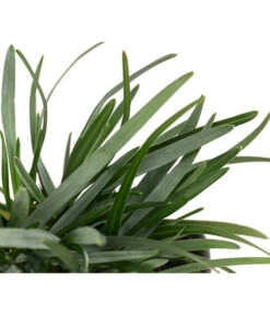 Moor-Blaugras -Angebote Pflanz Lust Store 8316242 WE DE 003 SesleriaCaeruleaMoorBlaugras