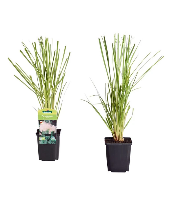 Pampasgras, Rosa 1 Pampasgras, Rosa