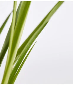 Pampasgras, Rosa 5 Pampasgras, Rosa -Angebote Pflanz Lust Store 8367328 WE DE 001 PampasgrasCortaderiaSelloanaCortaderiaEvitaRosaT9DehnerExpressZS