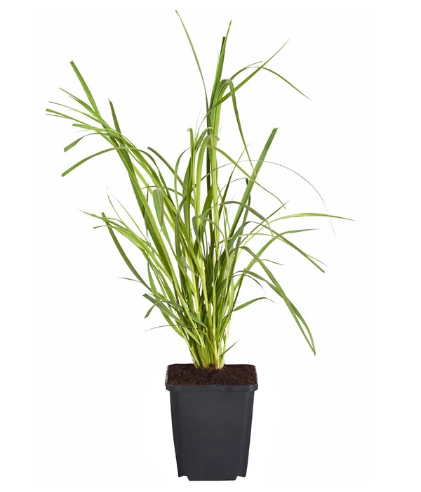 Pampasgras, Rosa 2 Pampasgras, Rosa – Bild 2