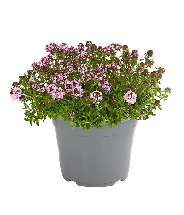 Dehner Gourmet Garten Bergbohnenkraut 1 Dehner Gourmet Garten Bergbohnenkraut