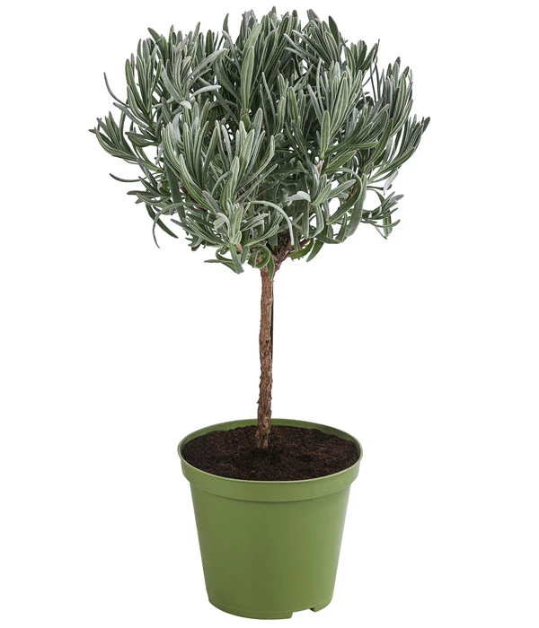 Dehner Gourmet Garten Lavendel, Hochstamm 1 Dehner Gourmet Garten Lavendel, Hochstamm