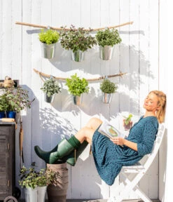 Bio Thymian -Angebote Pflanz Lust Store 8610123 WE MO 001 Oregano Kraeuter 1