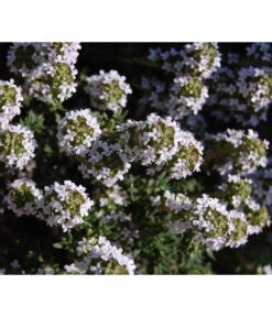Bio Thymian -Angebote Pflanz Lust Store 8610339 WE DE 001 ThymianBluete