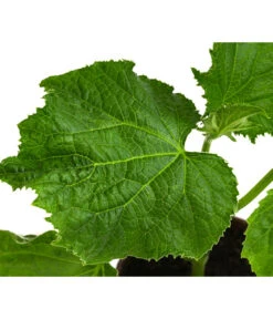 Bio Schlangengurke Im Pottburri®-Topf -Angebote Pflanz Lust Store 8611287 WE DE 001 BioPBSchlangengurke