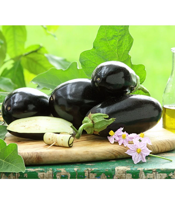 Dehner Gourmet Garten Aubergine, Veredelt 1 Dehner Gourmet Garten Aubergine, Veredelt