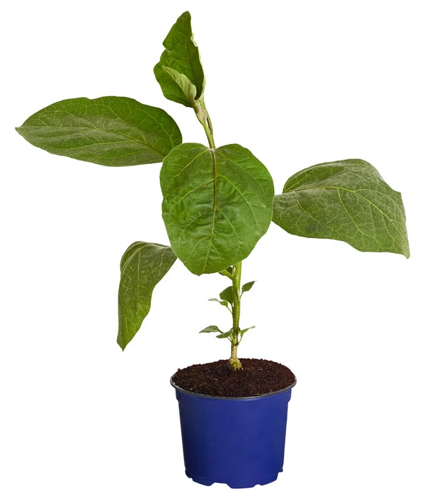 Dehner Gourmet Garten Aubergine, Veredelt 2 Dehner Gourmet Garten Aubergine, Veredelt – Bild 2