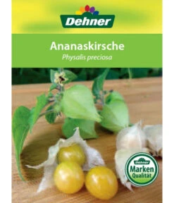 Dehner Ananaskirsche Physalis 12 Dehner Ananaskirsche Physalis -Angebote Pflanz Lust Store 8830069 Ananaskirsche Etikett 1
