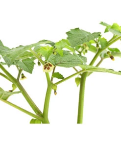 Dehner Ananaskirsche Physalis 11 Dehner Ananaskirsche Physalis -Angebote Pflanz Lust Store 8830069 WE DE 001 AnanaskirschePhysalisPhysalisPreciosaT12DehnerExpressHerzig