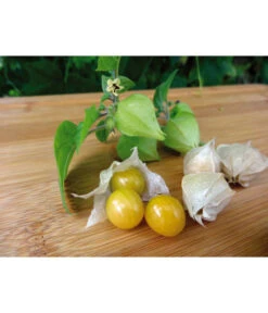 Dehner Ananaskirsche Physalis 9 Dehner Ananaskirsche Physalis -Angebote Pflanz Lust Store 8830069 WE MO 001 AnanaskirschePhysalis