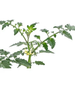 Zuckertomate, Orange -Angebote Pflanz Lust Store 8830101 WE DE 003 ZuckertomateOrangeResistent