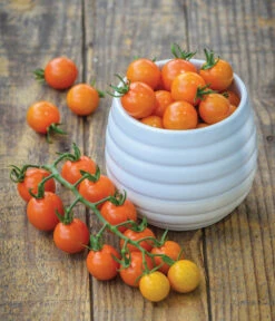 Zuckertomate, Orange -Angebote Pflanz Lust Store 8830101 WE MO 002 Zuckertomate