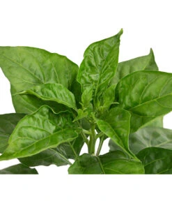 Chili 'Habanero', Rot -Angebote Pflanz Lust Store 8830333 WE DE 002 ChiliHabaneroRot