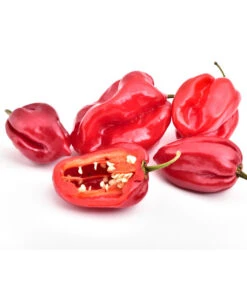 Chili 'Habanero', Rot -Angebote Pflanz Lust Store 8830333 WE FS 001 ChiliHabaneroRot