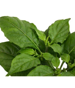 Geisterchili 9 Geisterchili -Angebote Pflanz Lust Store 8830630 WE DE 002 IndischerGeisterchili