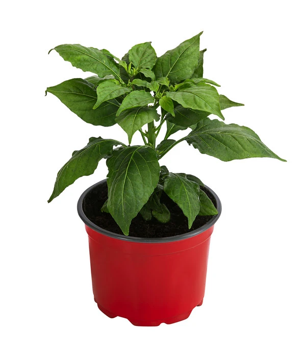 Geisterchili 2 Geisterchili – Bild 2