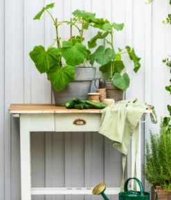 Bioland Gurke, Veredelt -Angebote Pflanz Lust Store 8830663 WE MO 002 Gurke CucurbitaePepoZucchiniGruen