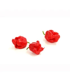 Chili 'Carolina Reaper' -Angebote Pflanz Lust Store 8831133 PR DE 002 ChiliPeperoniCarolinaReaperCapsicumChinenseT12DehnerExpressHerzig