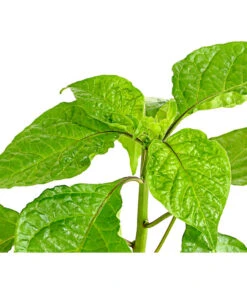 Chili 'Carolina Reaper' -Angebote Pflanz Lust Store 8831133 WE DE 001 ChiliCarolinaReaperDehnerExpressHerzig
