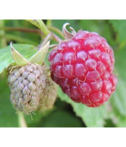 Dehner Homecane Himbeerpflanze