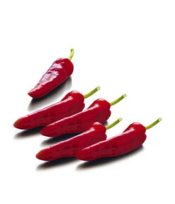 Spitzpaprika, Rot 5 Spitzpaprika, Rot -Angebote Pflanz Lust Store 8833485 WE FS 001 SpitzpaprikaRot