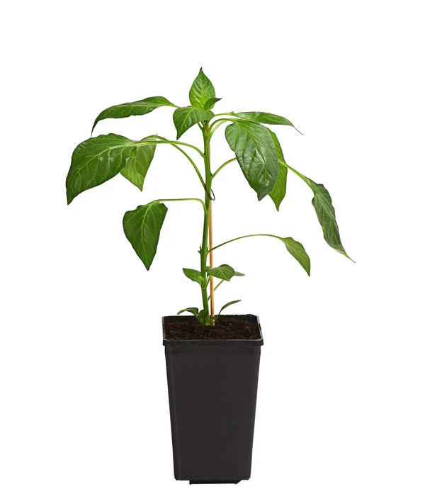 Spitzpaprika, Rot 2 Spitzpaprika, Rot – Bild 2