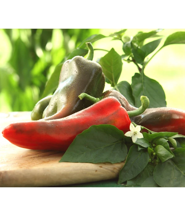 Spitzpaprika, Rot 1 Spitzpaprika, Rot