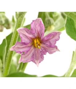 Pick-&-Joy® Aubergine Mit Früchten -Angebote Pflanz Lust Store 8838047 WE DE 001 PickandJoyAubergineT14