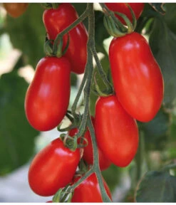 Mini San-Marzano Tomate 'Trilly' -Angebote Pflanz Lust Store 8839144 we DE 001 TomateTrilly