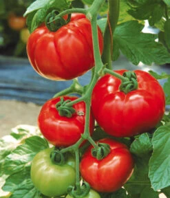 Tomate 'Garance' 8 Tomate 'Garance' -Angebote Pflanz Lust Store 8839169 WE MO 002 FleischtomateGarance