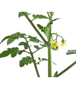 Cherrytomate 'Pepe' -Angebote Pflanz Lust Store 8839243 WE DE 001 CherrytomateRot