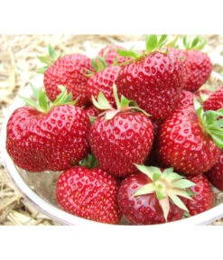 Erdbeere 'Hummi®-Meraldo'