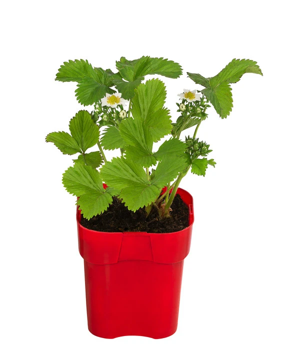 XXL Erdbeere 'Tago' 1 XXL Erdbeere 'Tago'