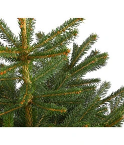 Stech-Fichte, Ca. 60-80 Cm, Im Topf Gewachsen -Angebote Pflanz Lust Store 8997504 WE DE 003 PiceaPungensFichte60 80DehnerExpressHerzig