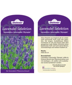 Lavendel 'Olympia' -Angebote Pflanz Lust Store LavendelOlympia
