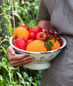 Tomate 'Garance' 10 Tomate 'Garance' -Angebote Pflanz Lust Store WE MO 001 Ernte Tomate 05