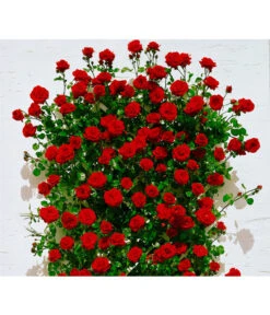 Kletterrosen -Angebote Pflanz Lust Store X007937915 BildFS 001 KletterroseSantanaSantana