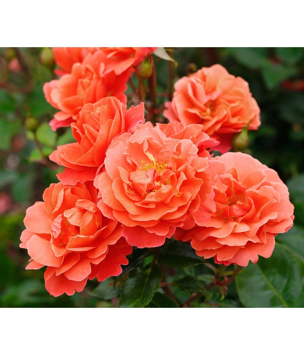 Angebote Pflanz Lust Store -Angebote Pflanz Lust Store 2