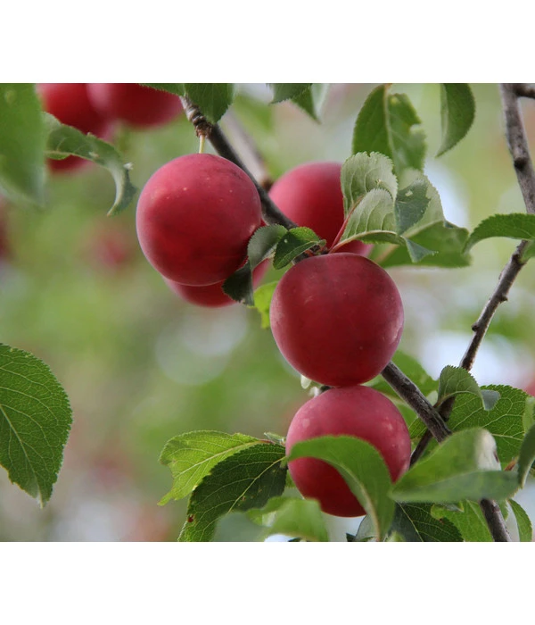 Angebote Pflanz Lust Store -Angebote Pflanz Lust Store 3